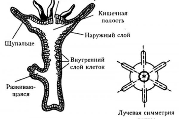 Kraken onion зеркала 2024