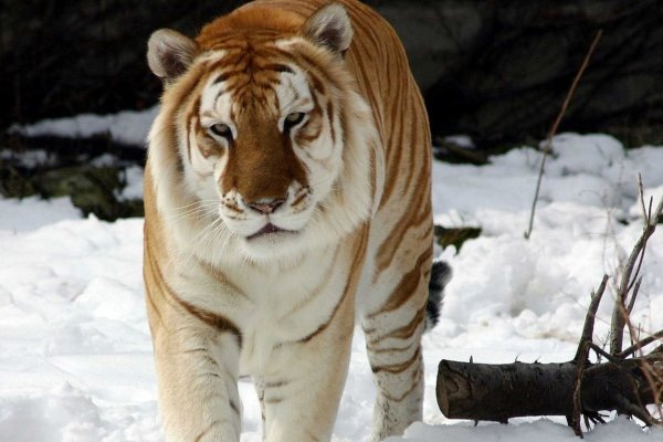 Кракен маркет наркотики